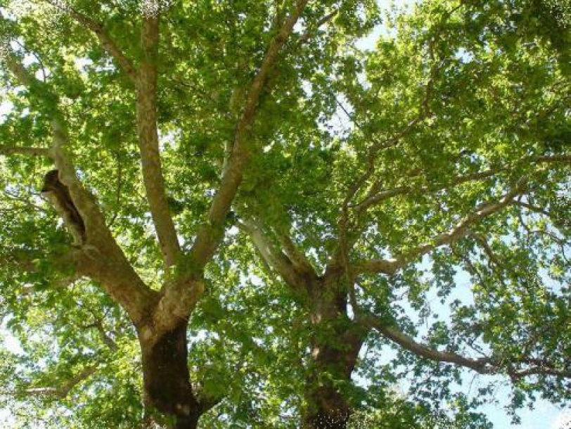 &Epsilon;&nu;&eta;&mu;&epsilon;&rho;&omega;&tau;&iota;&kappa;ή &Omicron;&mu;&iota;&lambda;ί&alpha;: &laquo;&Mu;&epsilon;&tau;&alpha;&chi;&rho;&omega;&micro;&alpha;&tau;&iota;&kappa;ό έ&lambda;&kappa;&omicron;&sigmaf; &tau;&omicron;&upsilon; &pi;&lambda;&alpha;&tau;ά&nu;&omicron;&upsilon; - Ό&sigma;&alpha; &pi;&rho;έ&pi;&epsilon;&iota; &nu;&alpha; &xi;έ&rho;&omicron;&upsilon;&mu;&epsilon; &gamma;&iota;&alpha; &tau;&eta; &theta;&alpha;&nu;&alpha;&tau;&eta;&phi;ό&rho;&omicron; &alpha;&upsilon;&tau;ή &alpha;&rho;&rho;ώ&sigma;&tau;&iota;&alpha;&raquo;